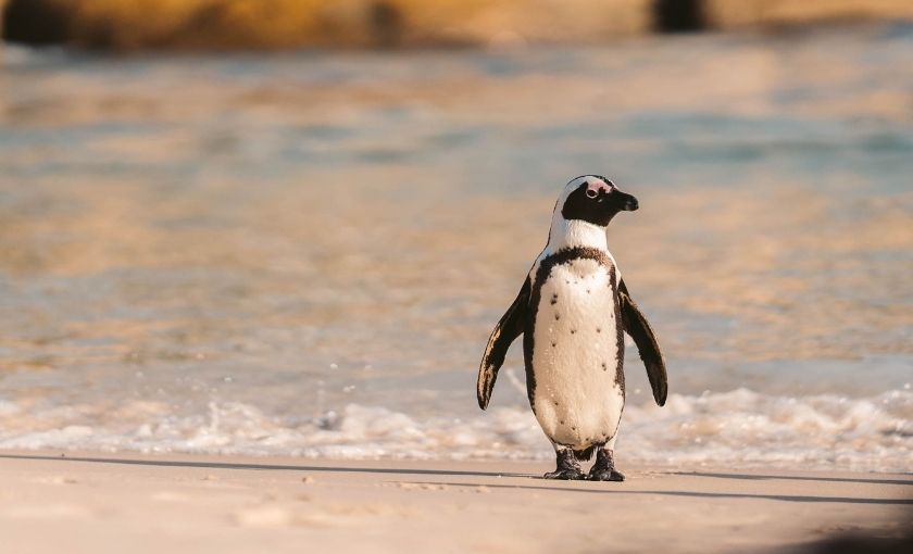 Pinguins bij Kaapstad